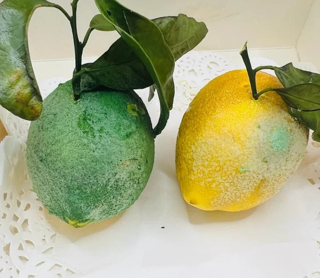 zitronentarte_augentaueschung